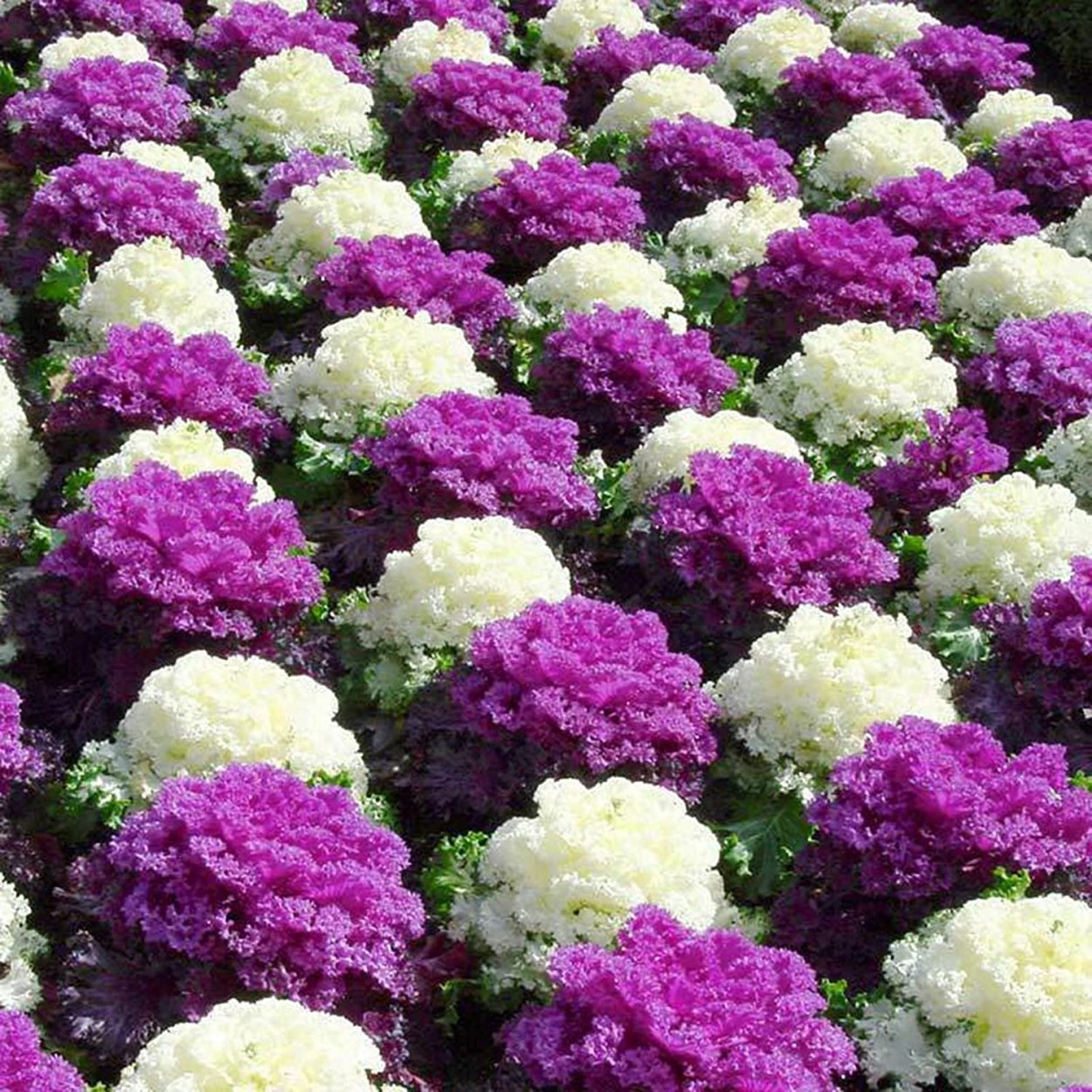 Картинки многолетних цветов с названиями