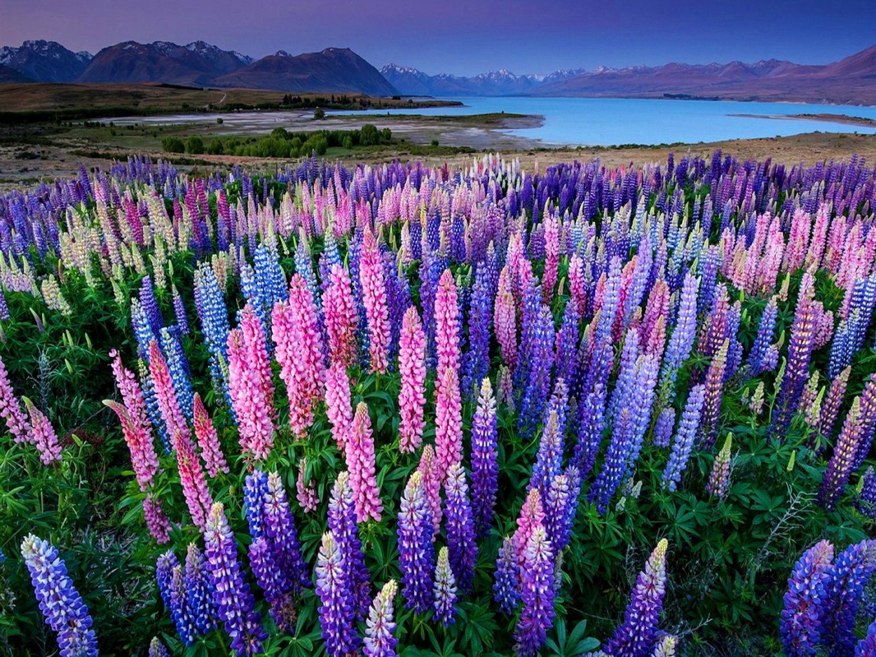 Космея низкорослая