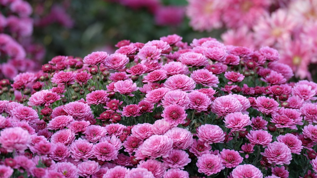 Гвоздика (Dianthus chinensis) Coronet