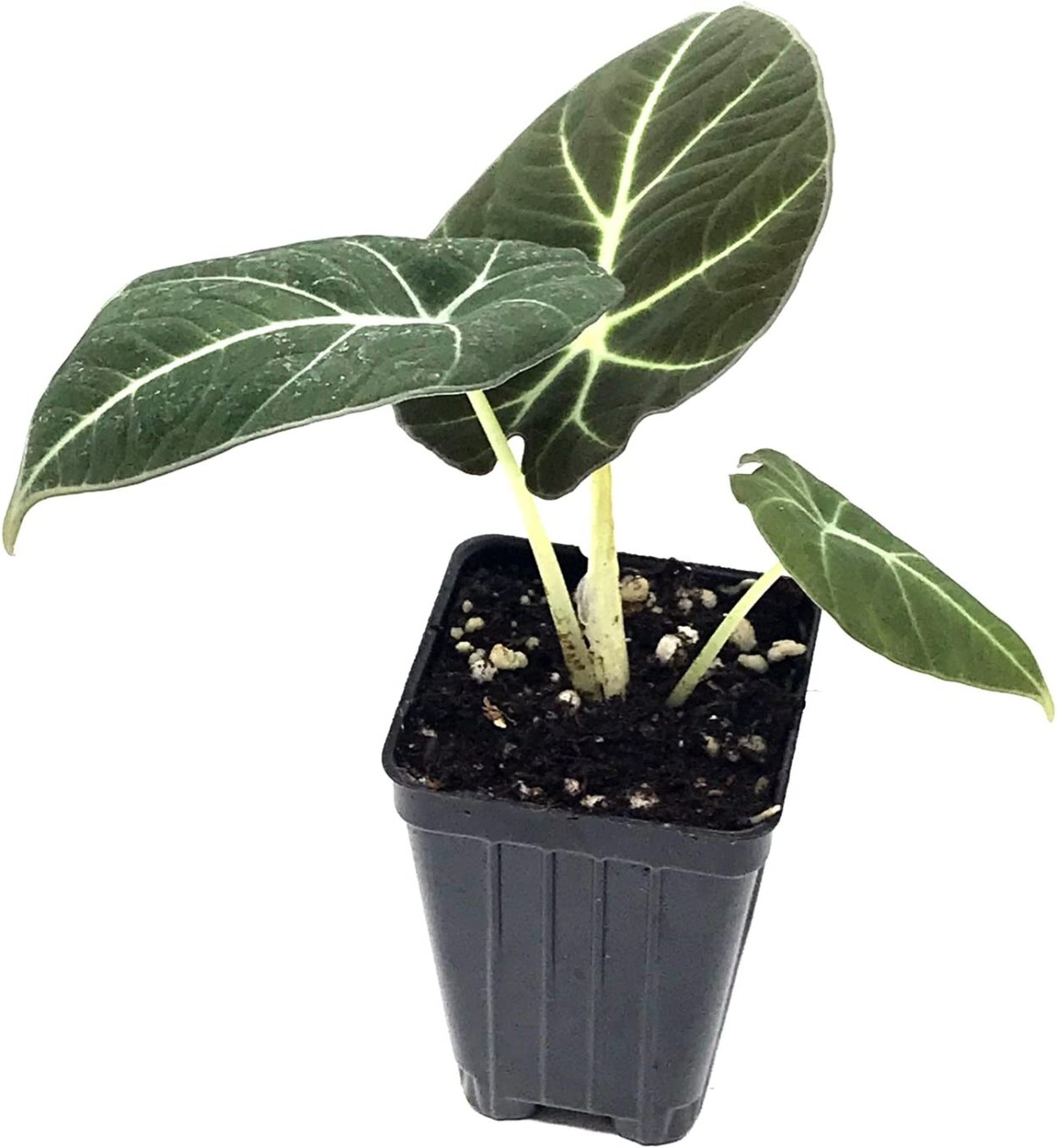 Алоказия Black Velvet