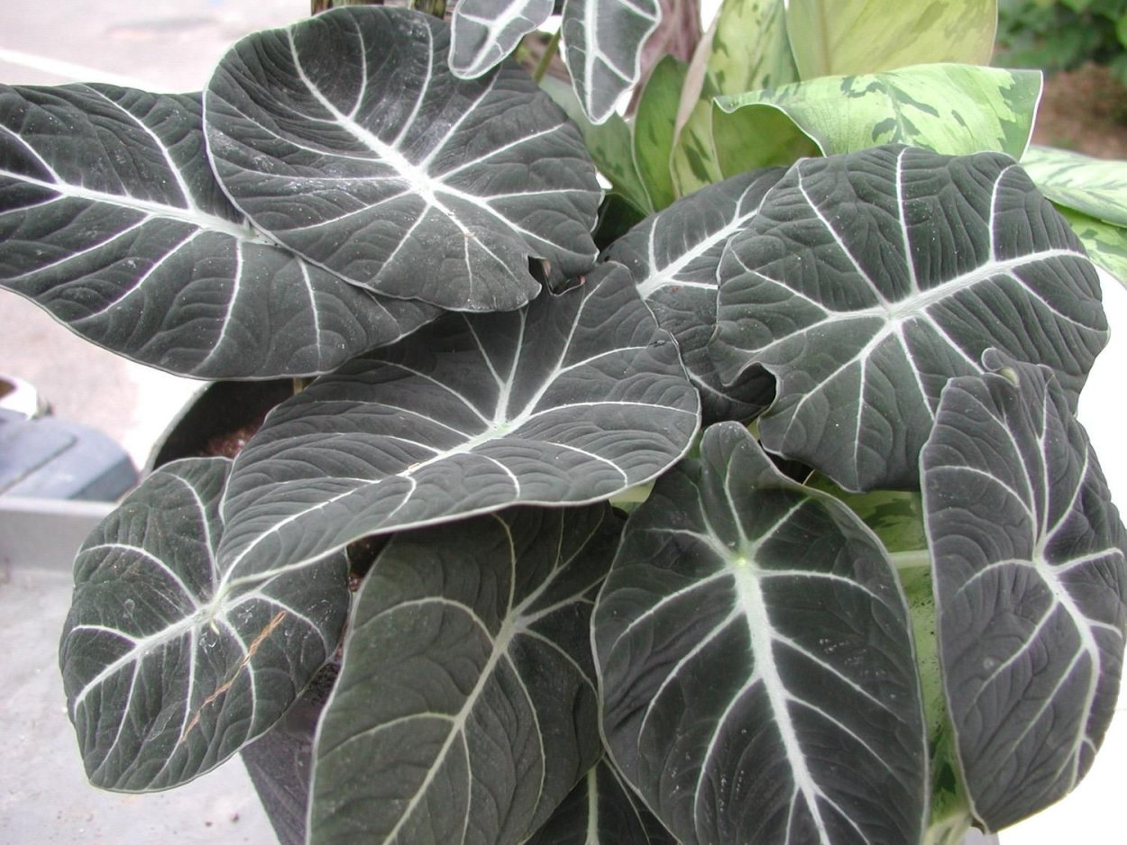 Алоказия Блэк вельвет