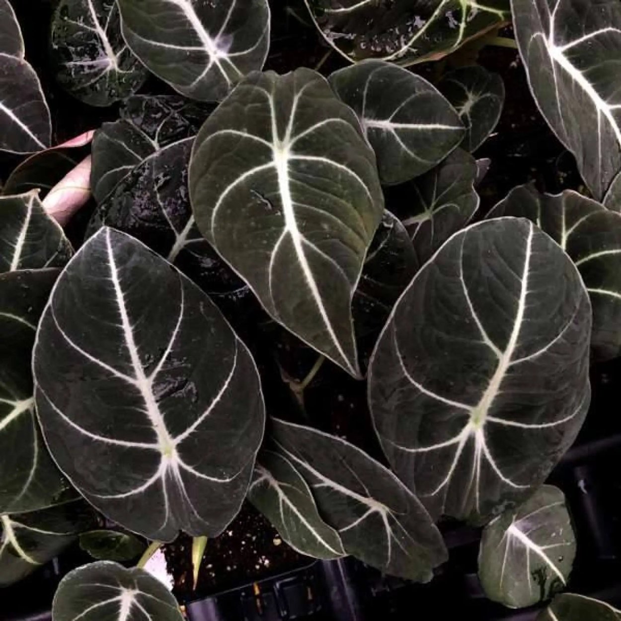 Алоказия черный бархат