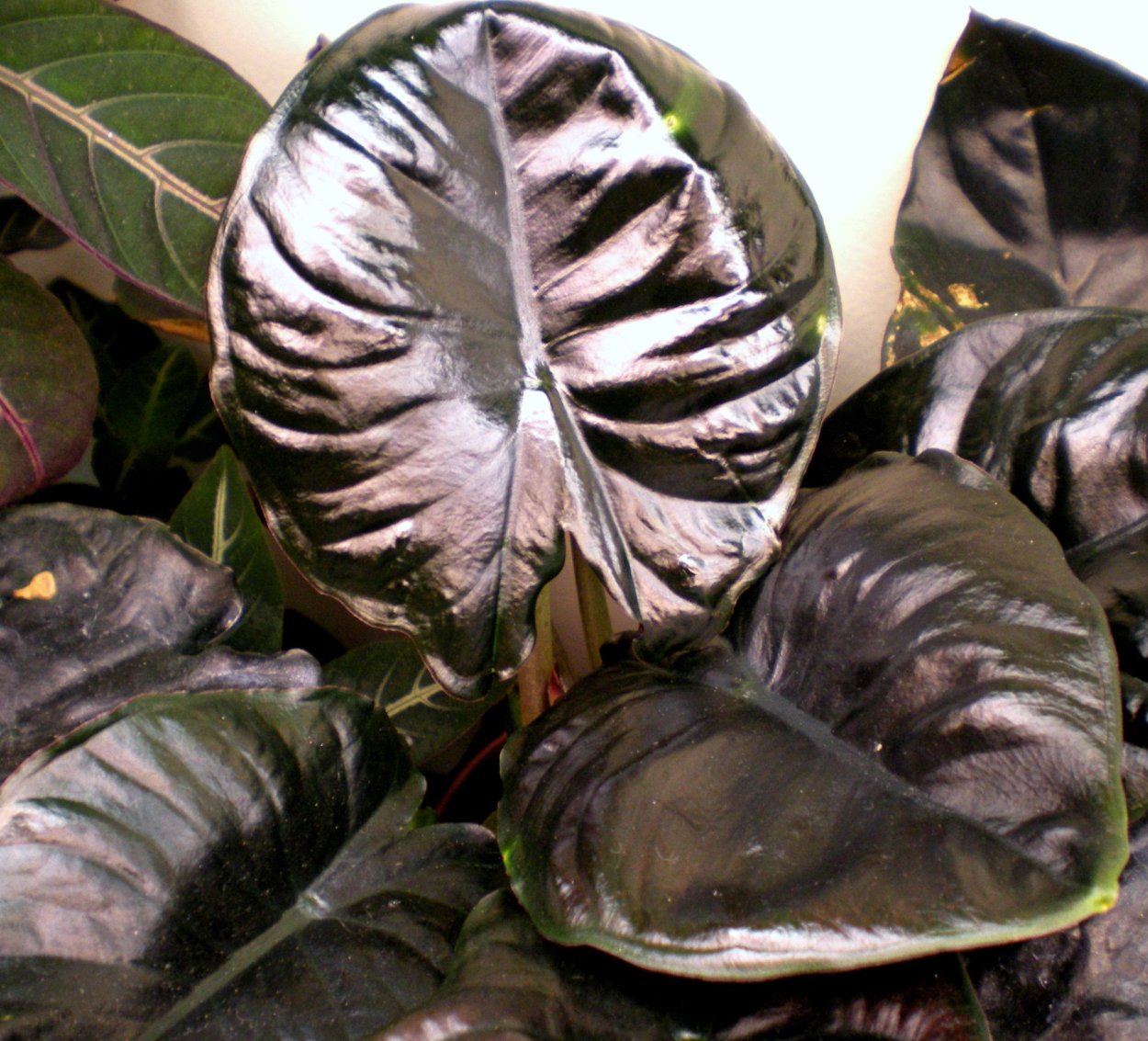 Алоказия сингониум