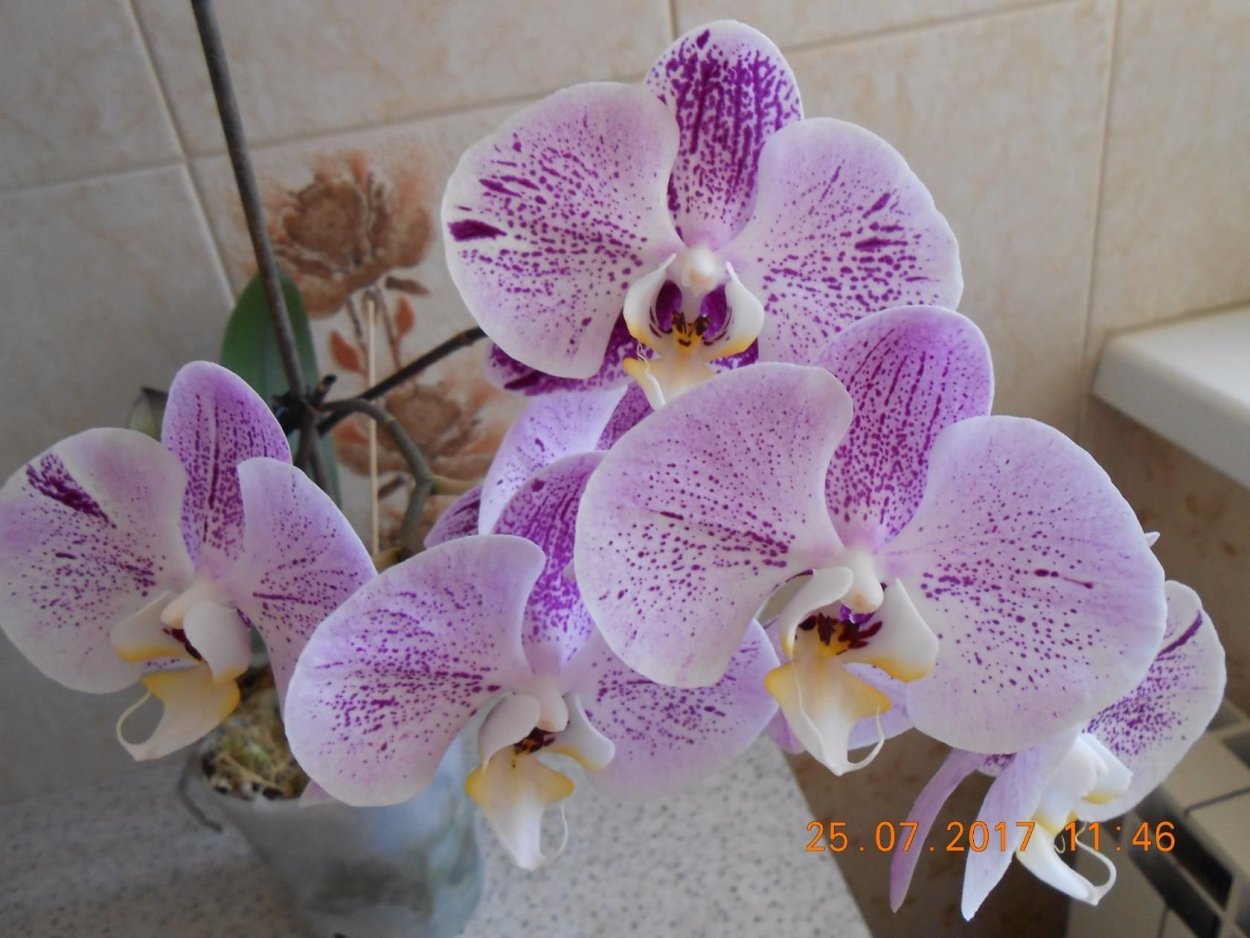 Орхидея Джулия Элеганс