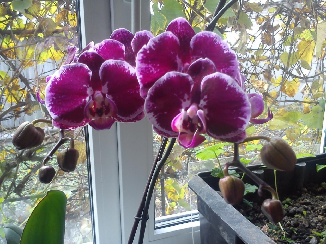 Фаленопсисы револьверный сорта