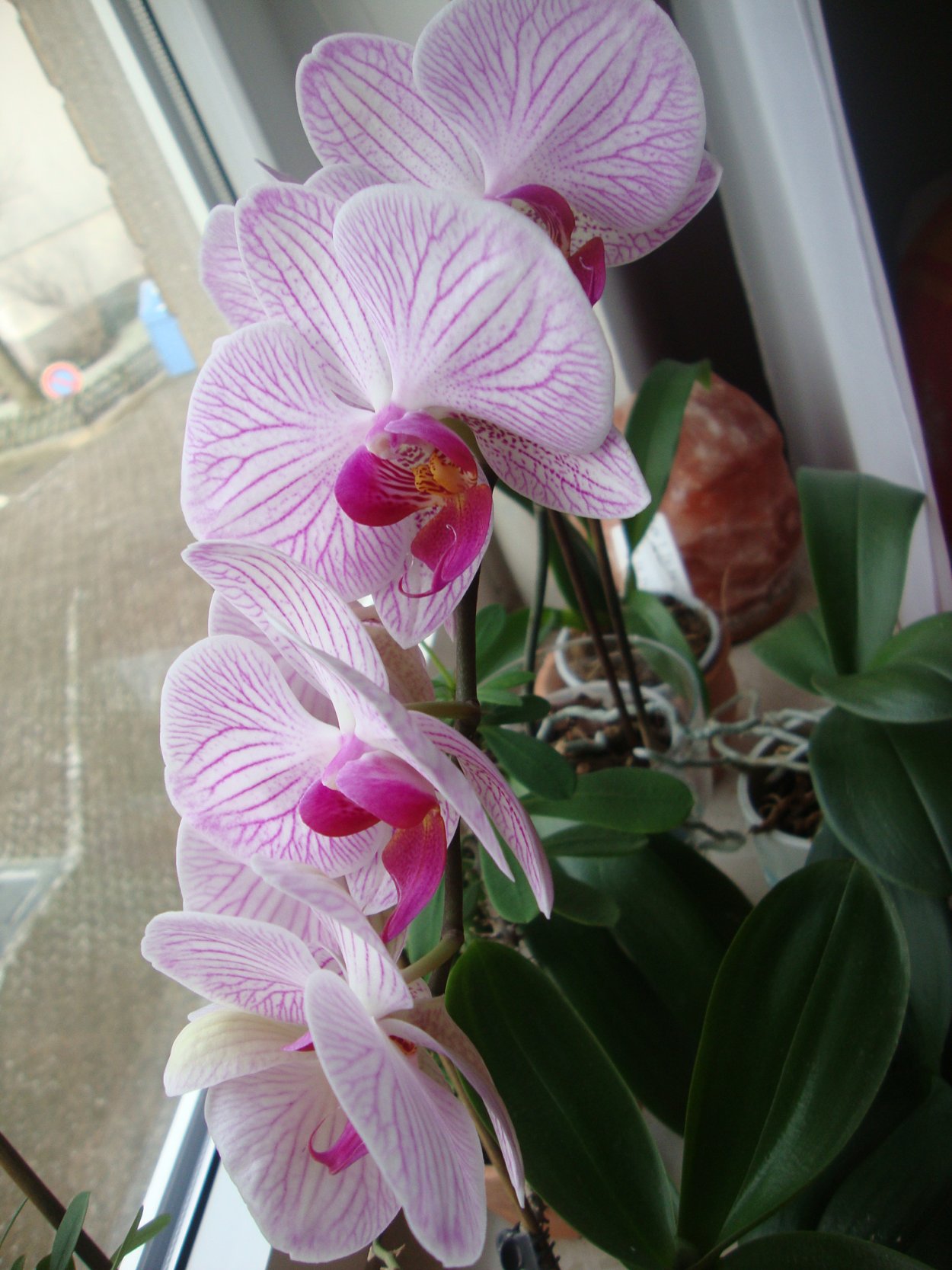 Фаленопсис Denver