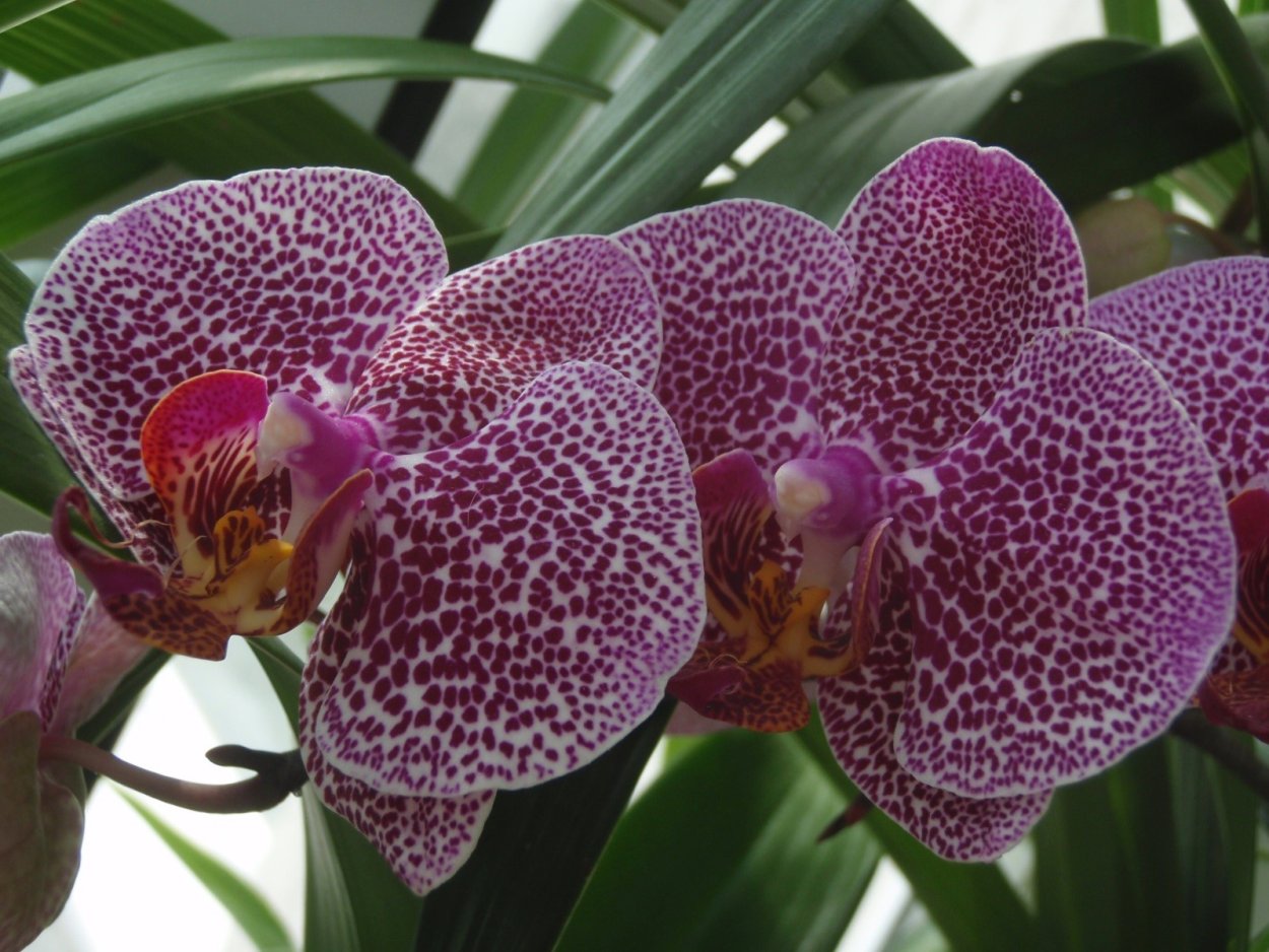 Орхидея Phalaenopsis Kellion