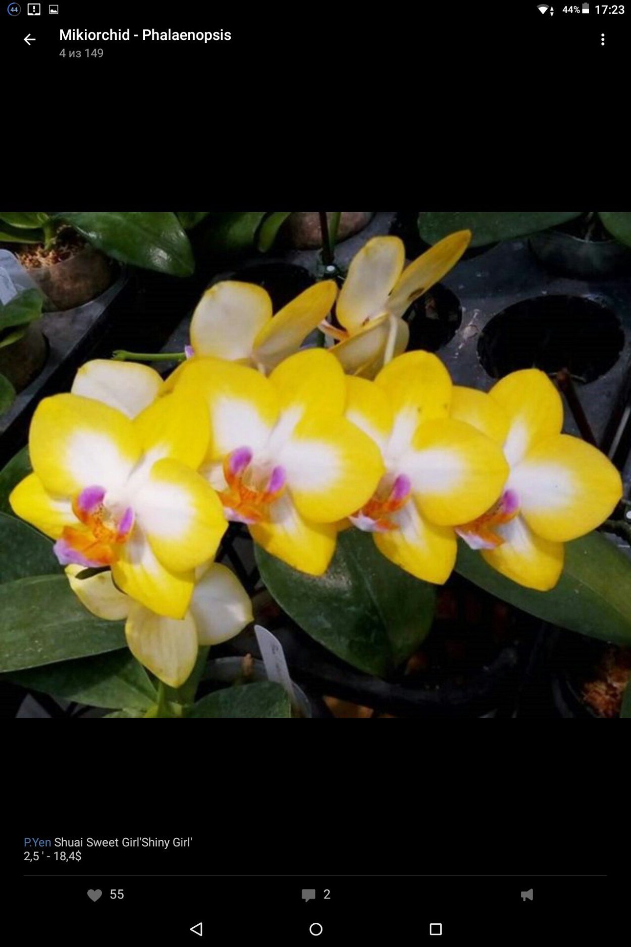 Орхидея Phal. Yen Shuai Sweet girl 'shiny girl'