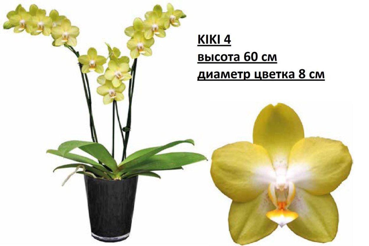 Phal. LD'S Bear King 'rh-3'