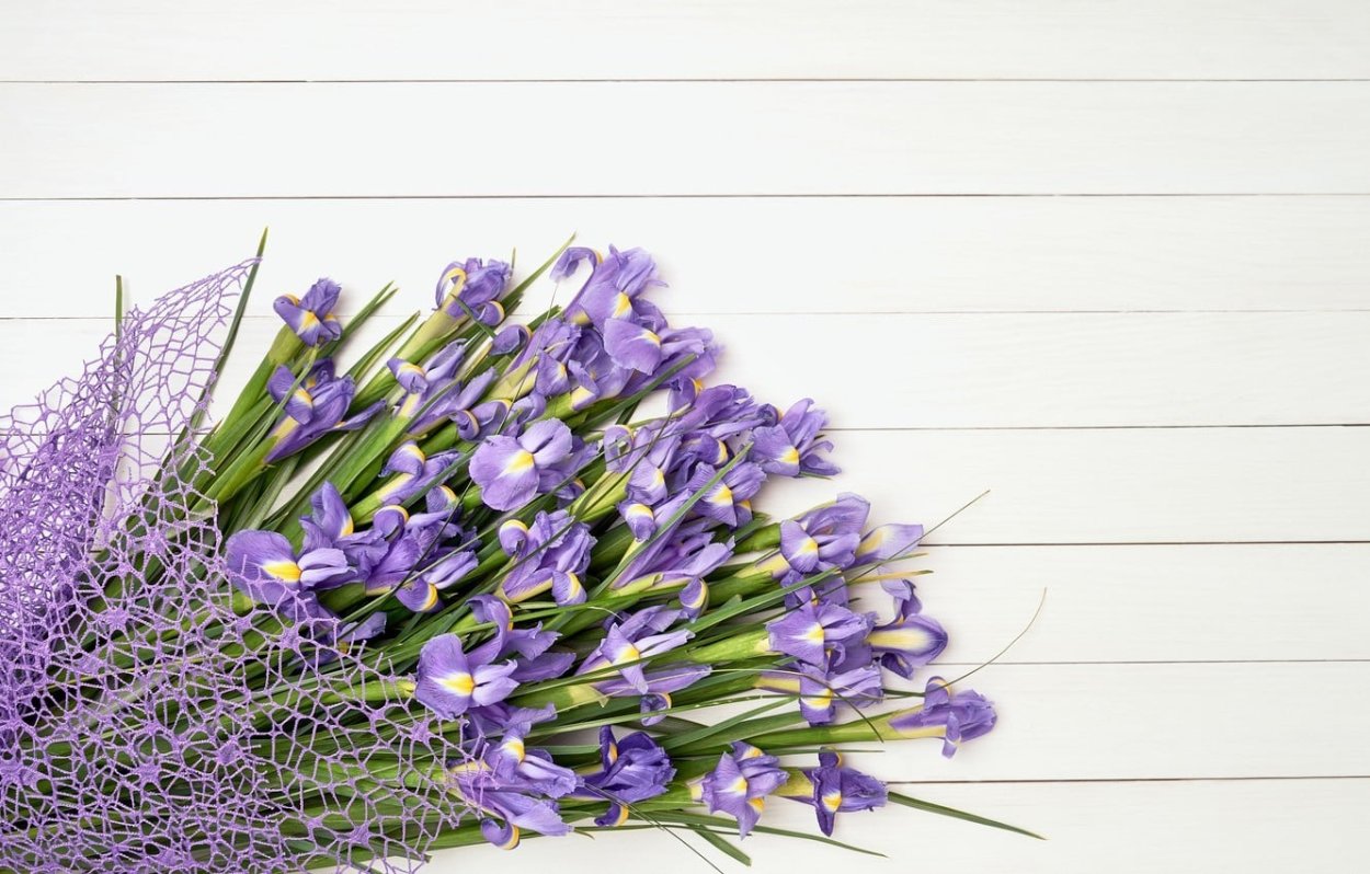 Красивый фон с ирисами