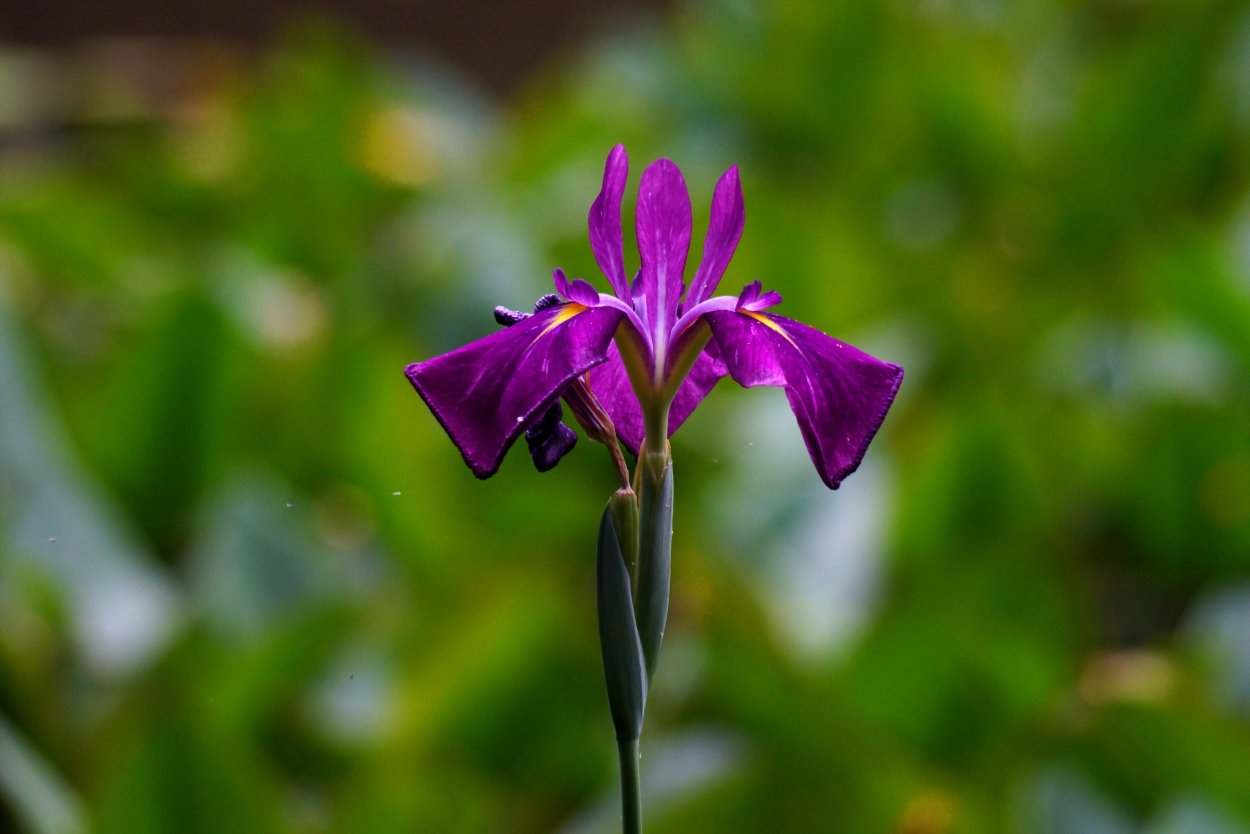 Обои на рабочий стол ирисы макро