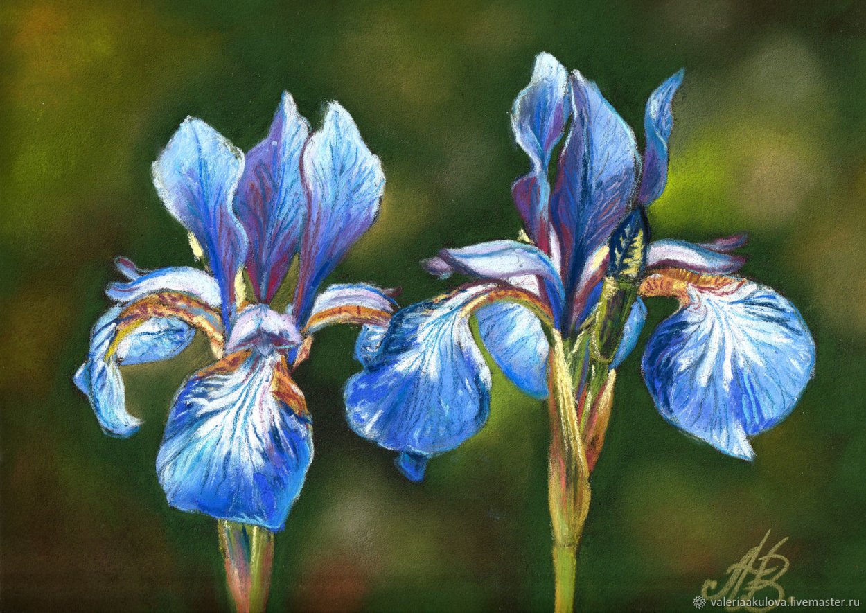 Ирис пастель Шарм