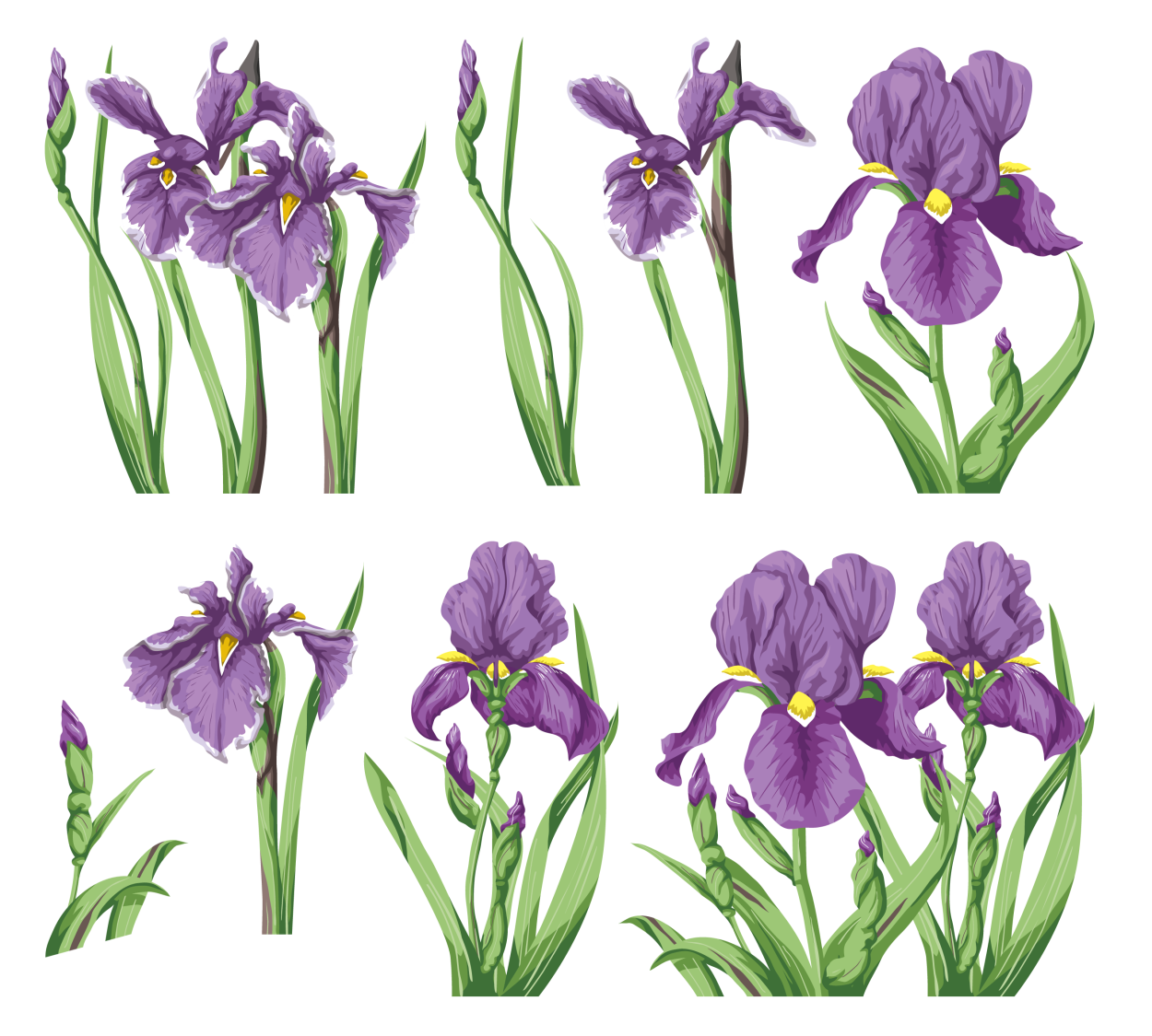 Ирисы референс