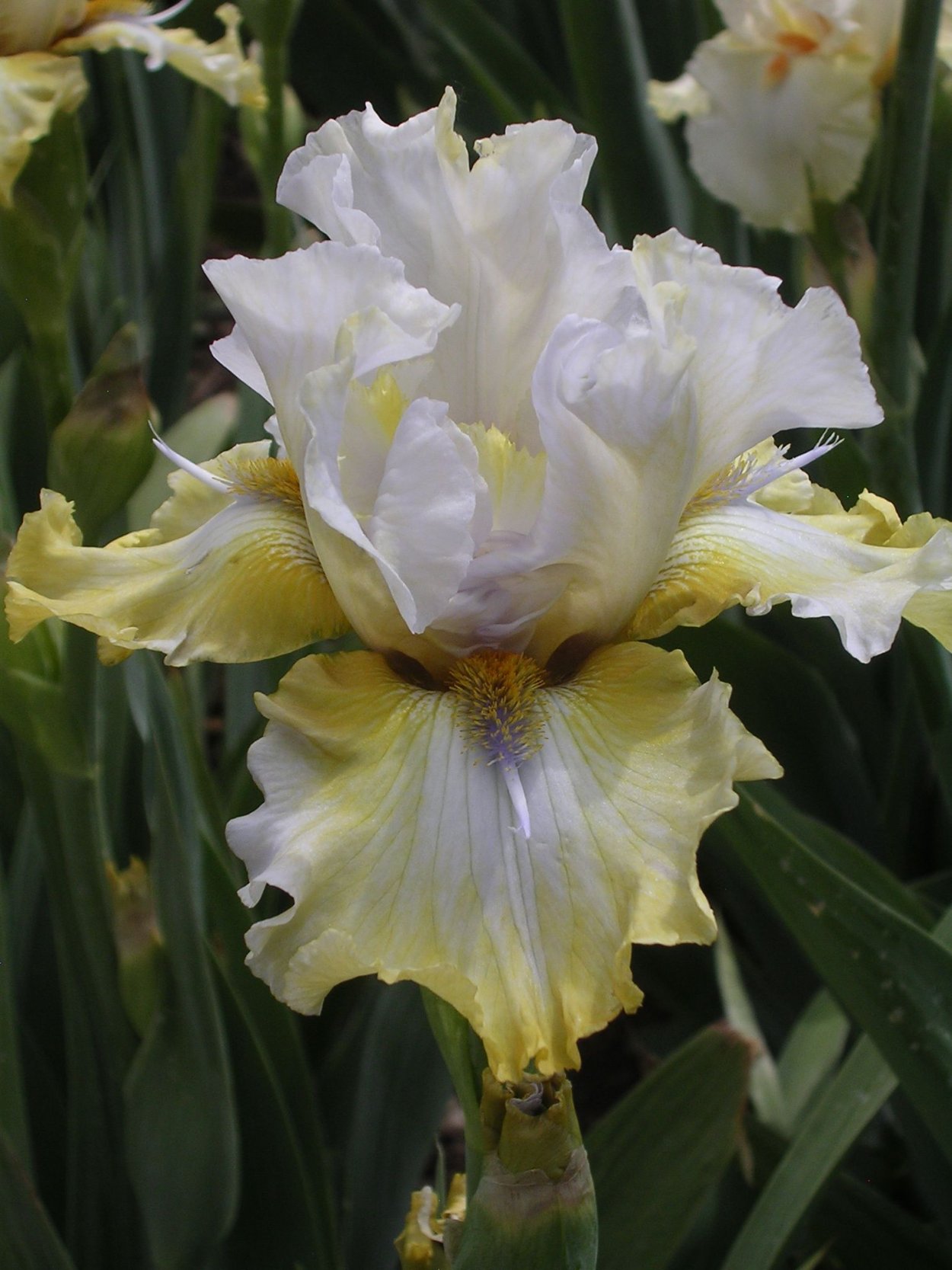 Ирис бородатый succes fou