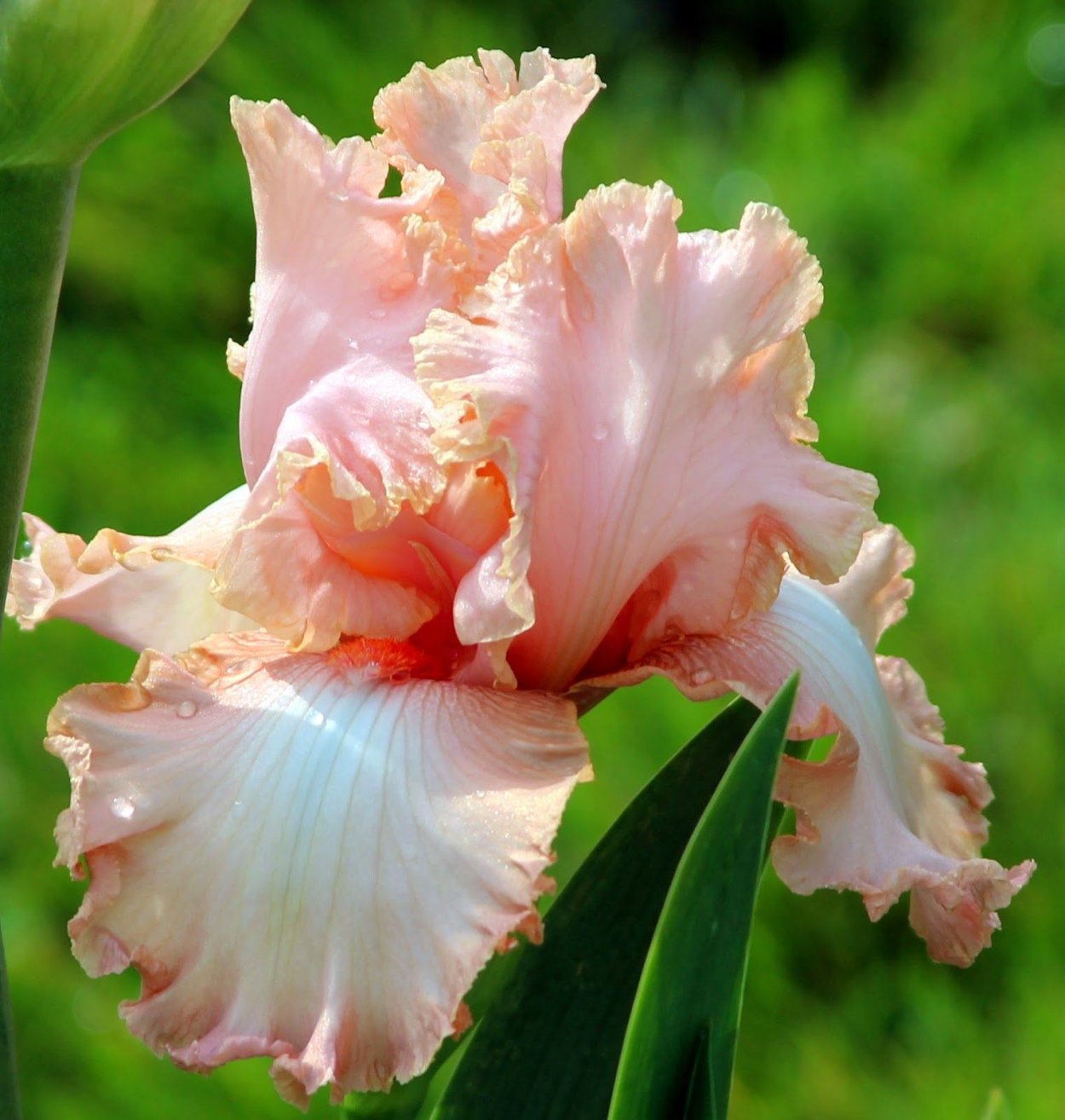 Ирис Понд Лили