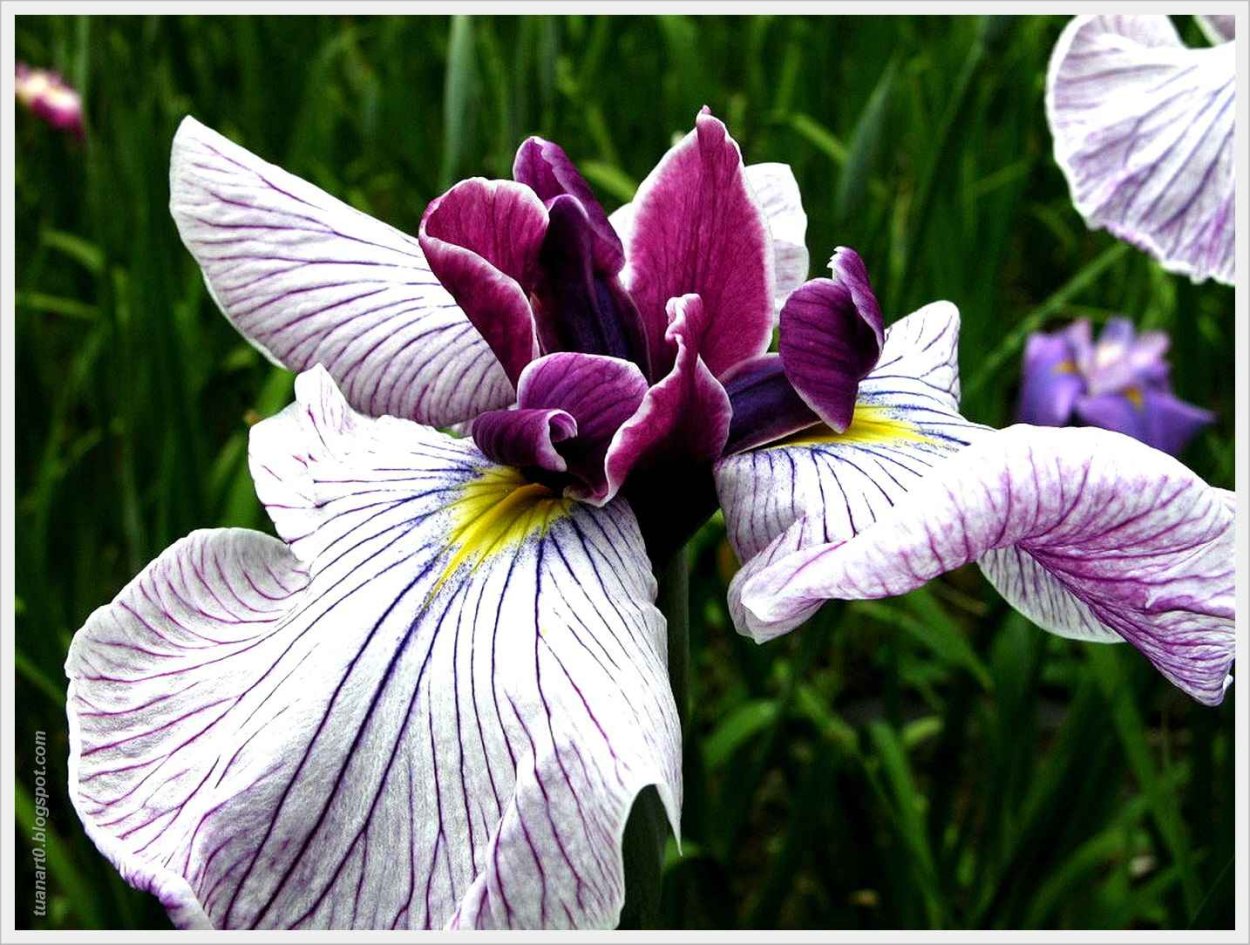 Ирис песчаный