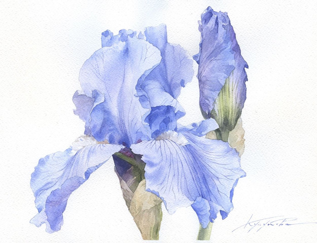 Ирисы художница Marianne Broome