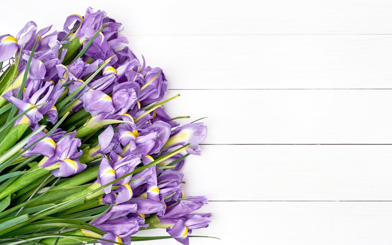 Фиолетовый букет на белом фоне