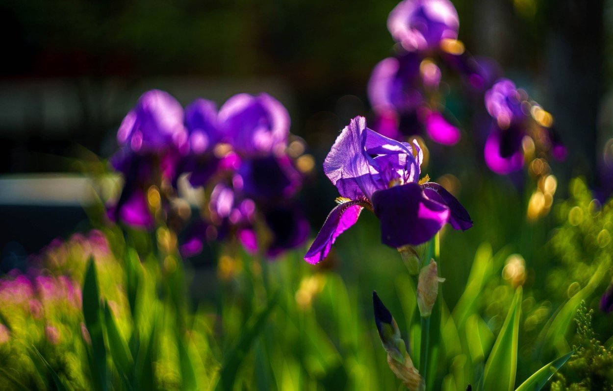 Ирис Гелиос