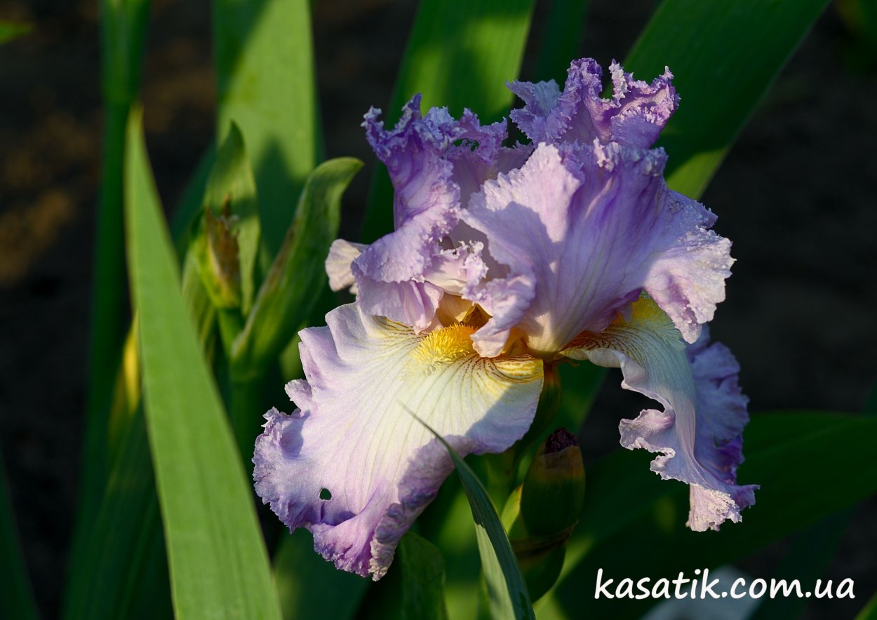 Fairy Legion Ирис