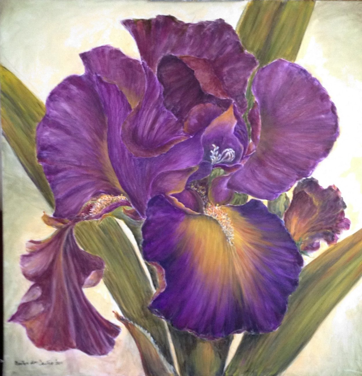 Ирисы Мари Берк