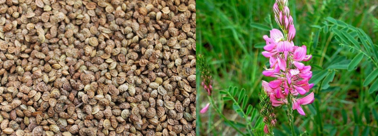 Сидераты Вика рапс