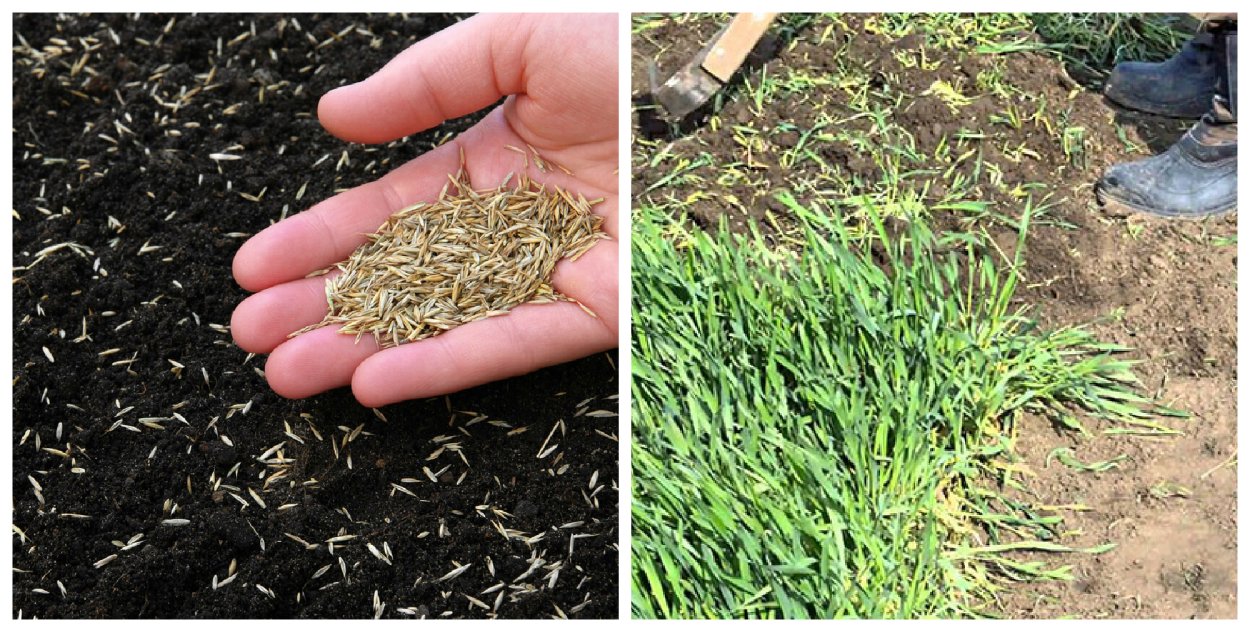 Сидерат зеленое удобрение рожь озимая 1кг Пермагр бизнес