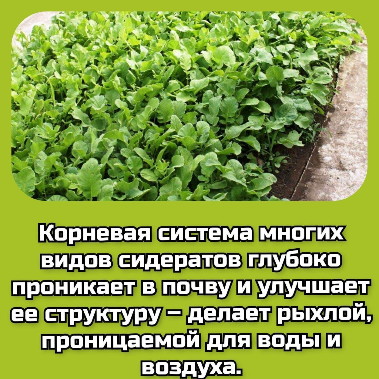 Фацелия пижмолистная сидерат