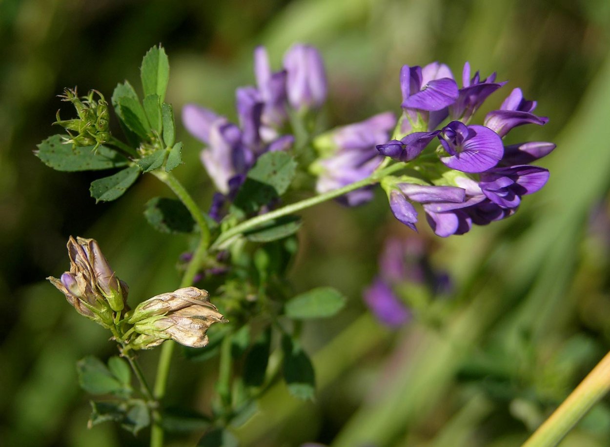 Семена эспарцета песчаный