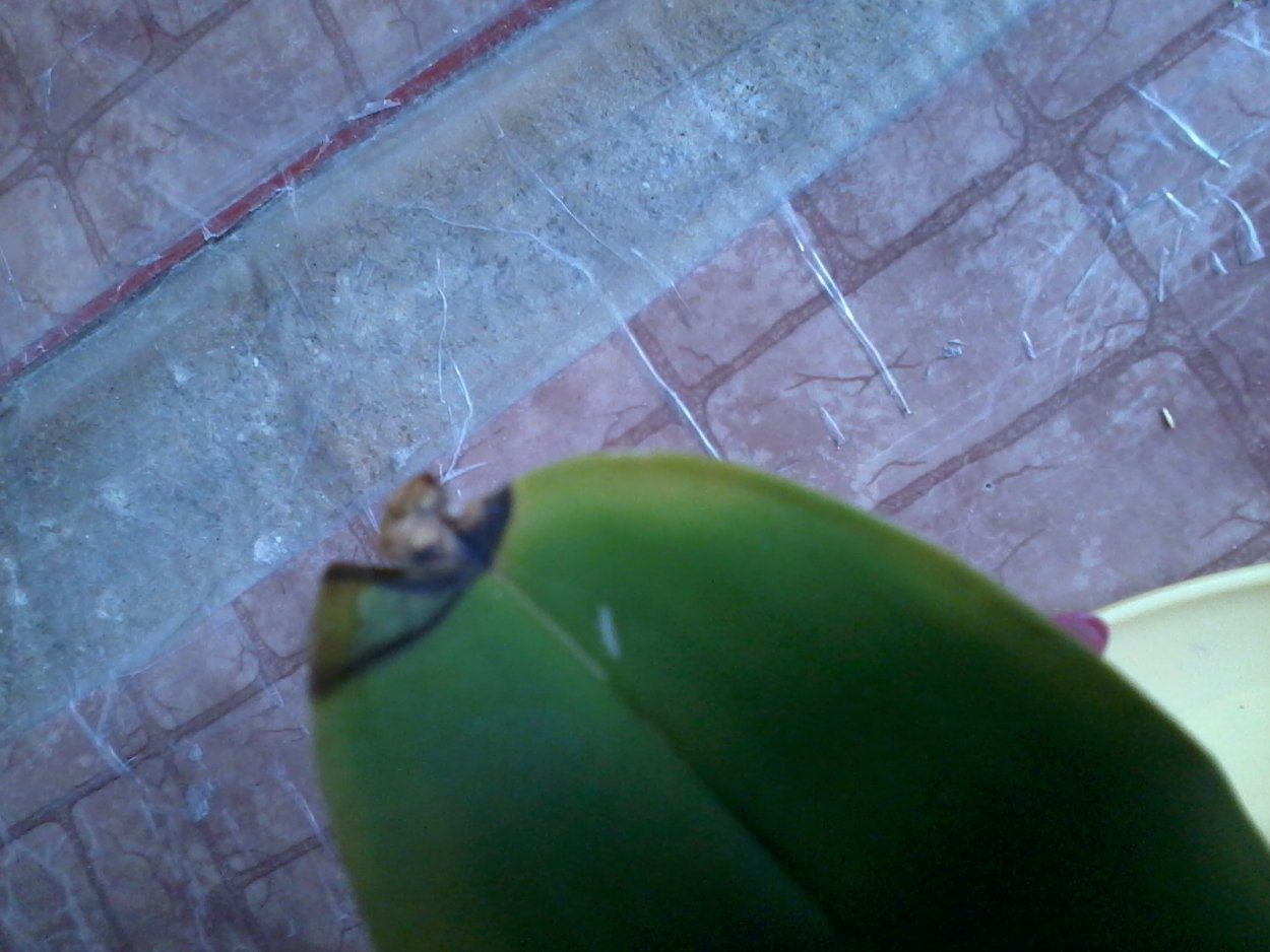 , Щитовка, трипсы