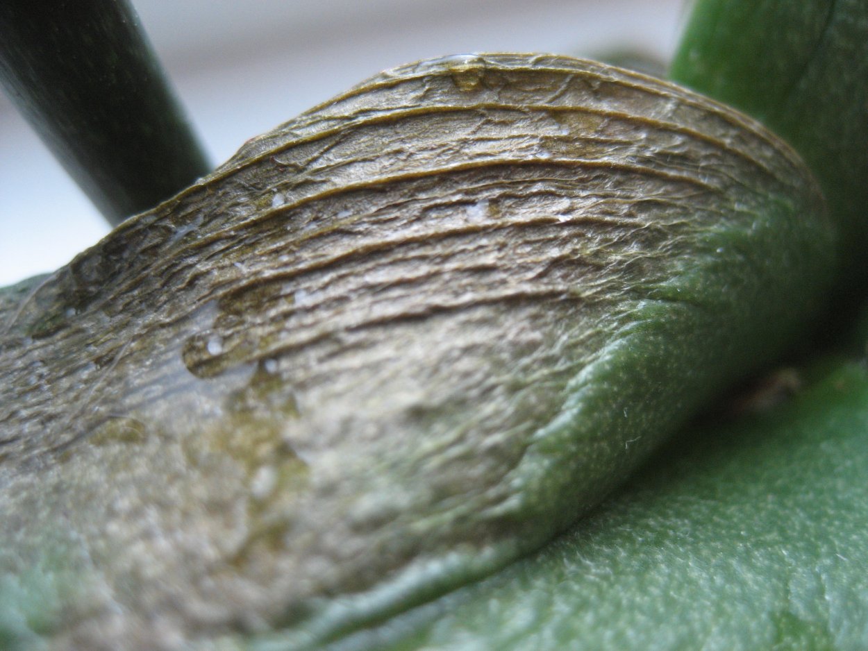 Антракноз орхидей фаленопсис