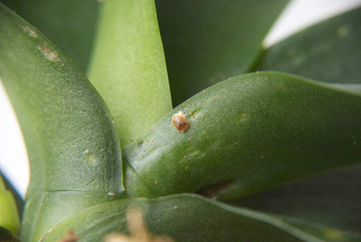 Кливия щитовка