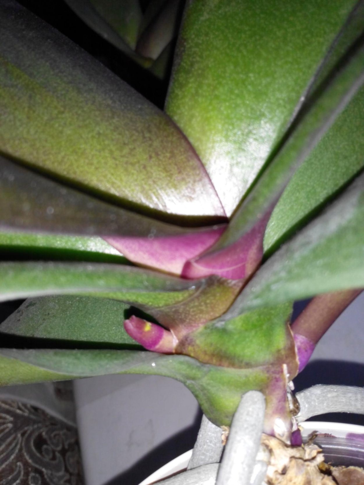 Вырост на листе орхидеи