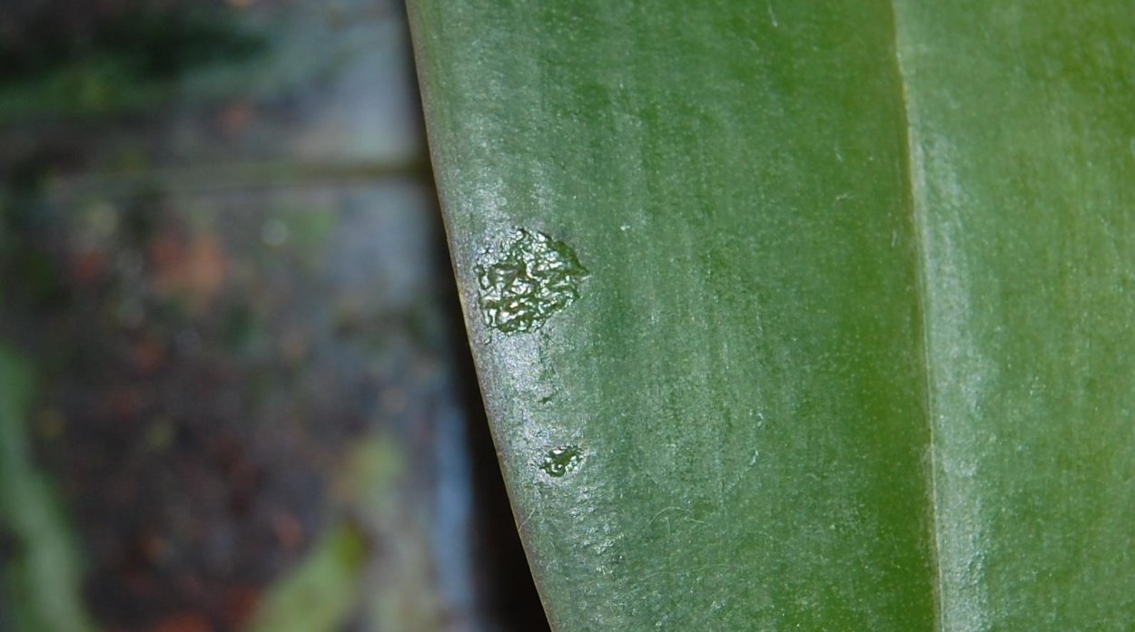 Хлороз орхидей