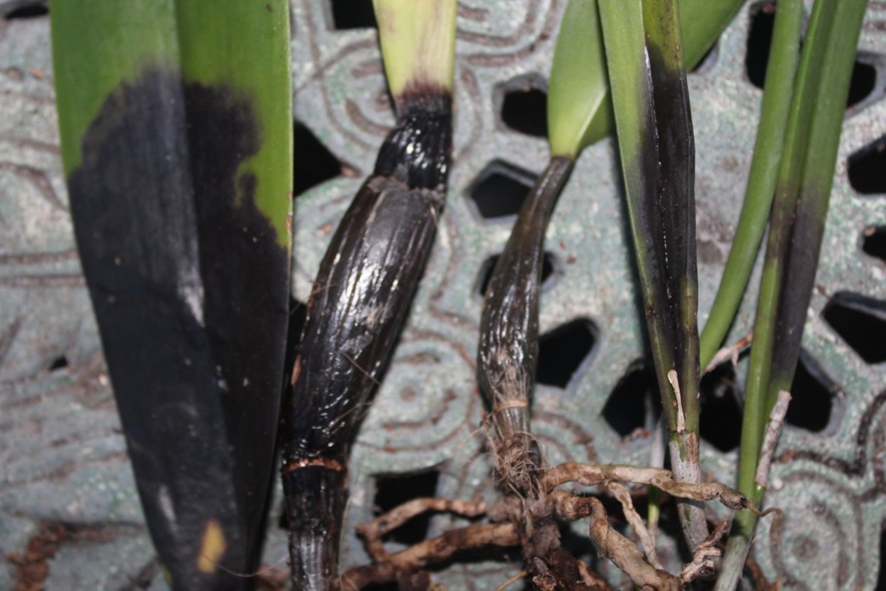 Хлорофитум трипсы