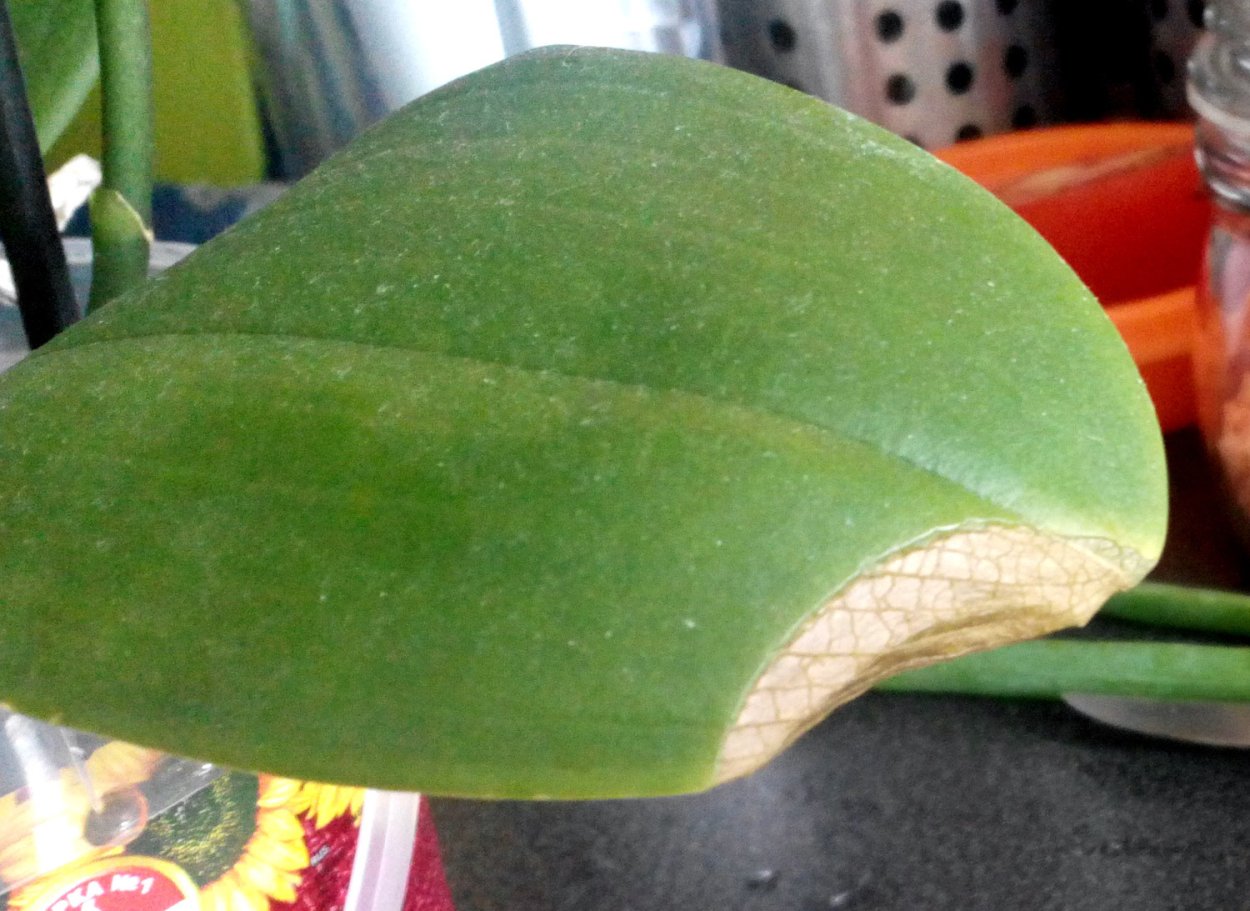 Болезни листьев орхидей фаленопсис