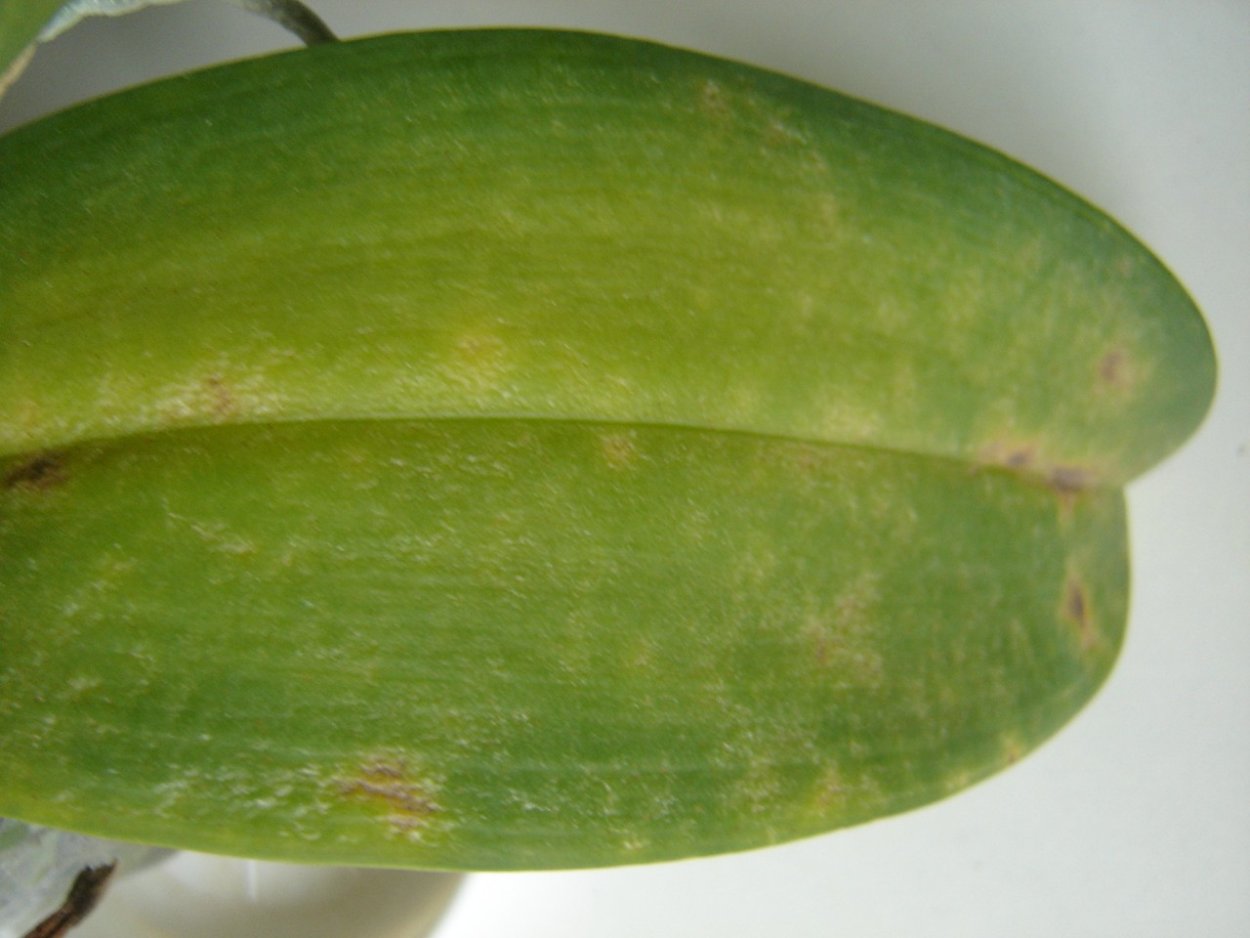 Липкие капли на листьях