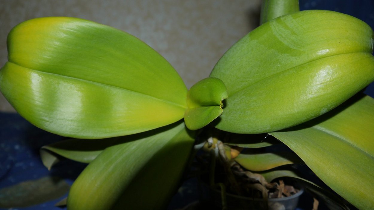 Бактериальная гниль фаленопсис