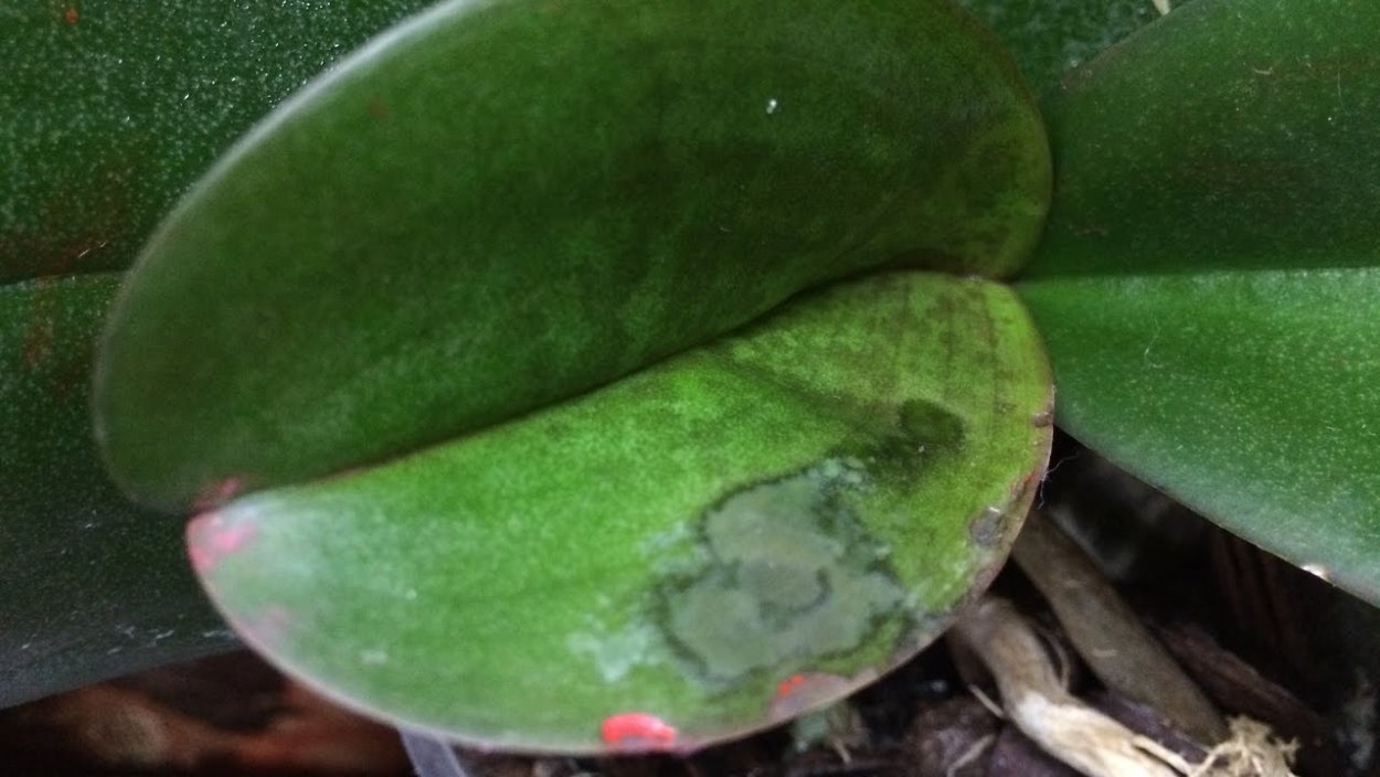 Антракноз орхидеи