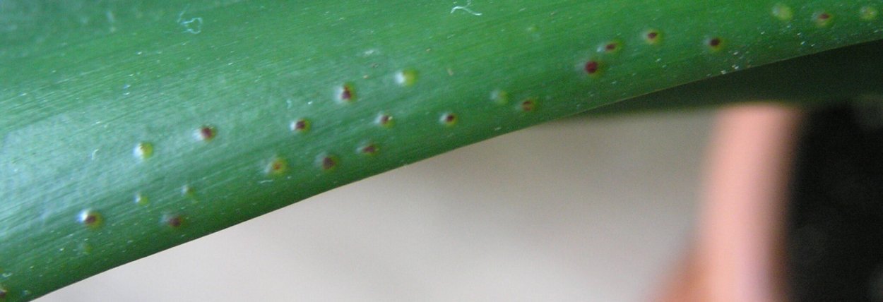 Заболевания листьев орхидеи фаленопсис