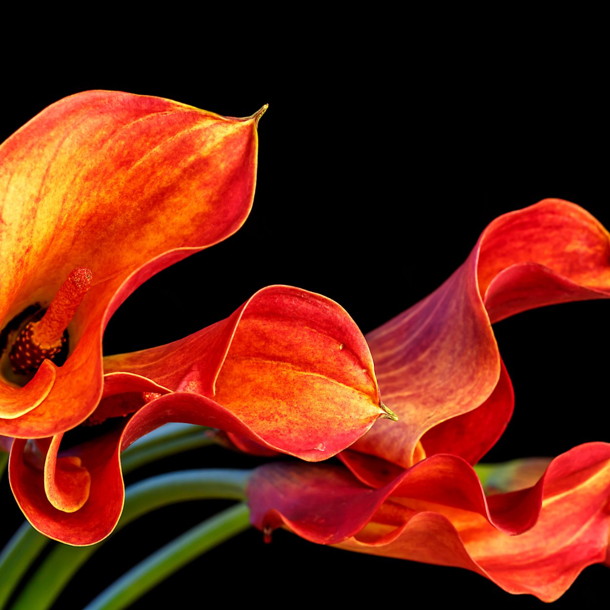 Калла Голд Краун