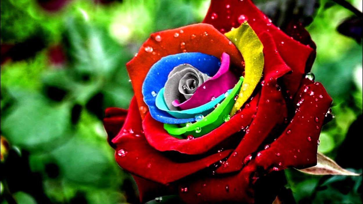 Необычные розы