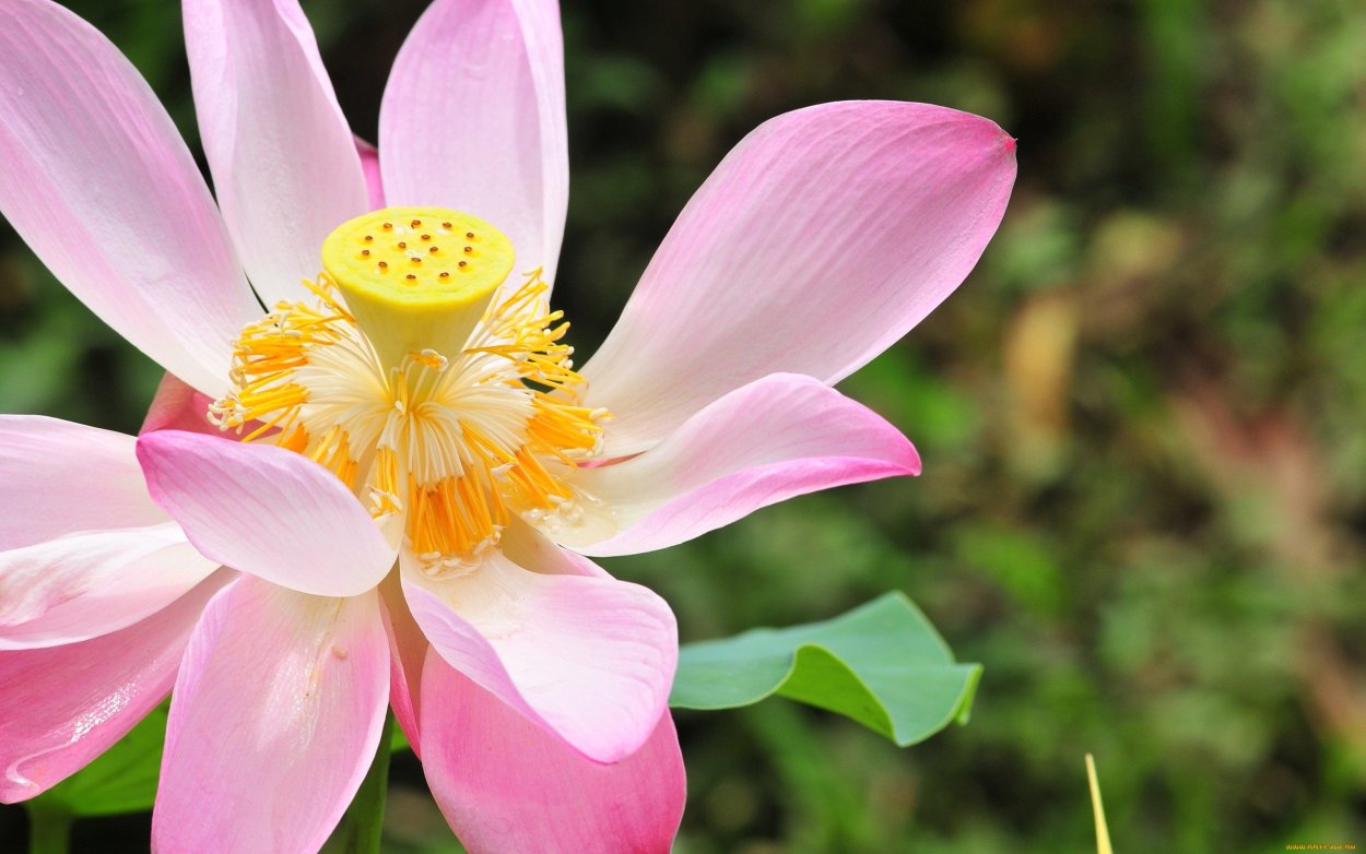 Необычные цветы