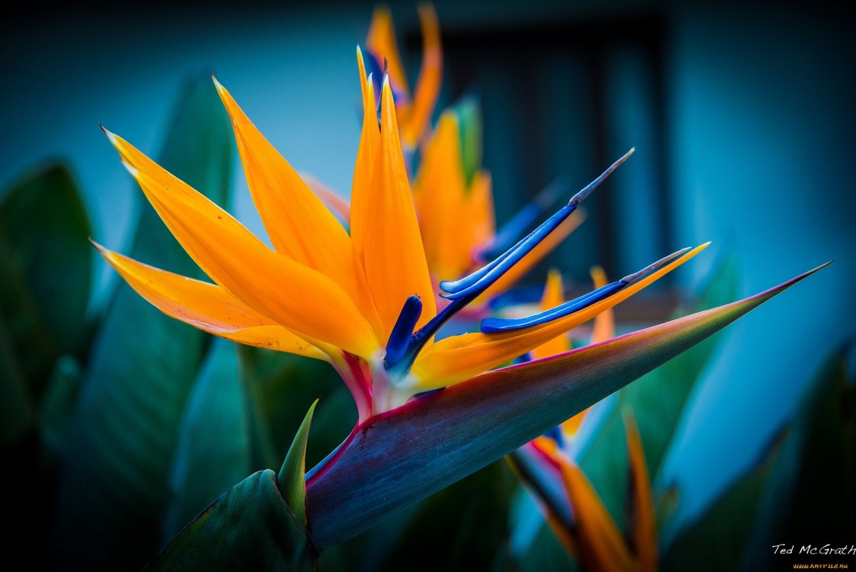 Стрелиция Стрелиция цветы