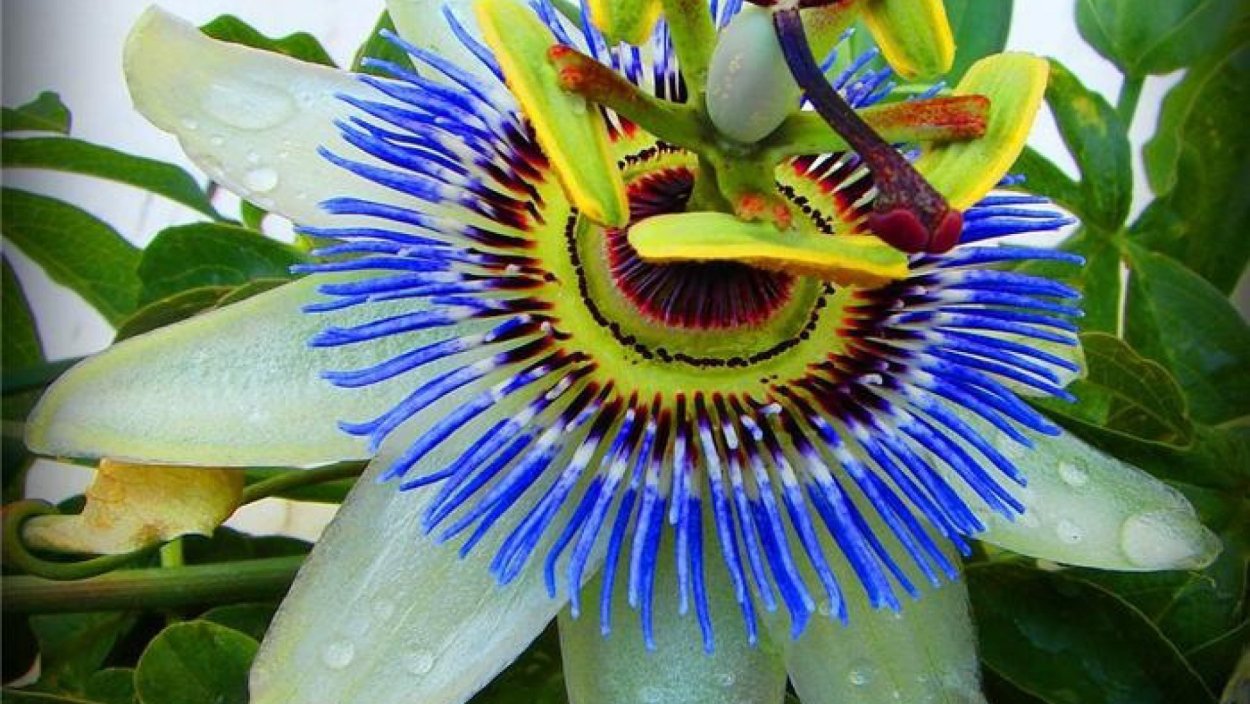 Раффлезия в Танзании