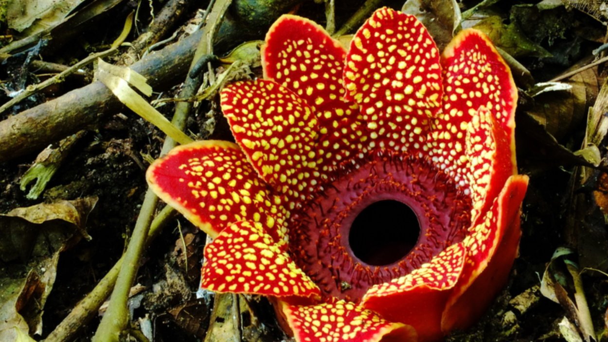 Раффлезия Арнольда Ромашка зайцегуб мухоловка