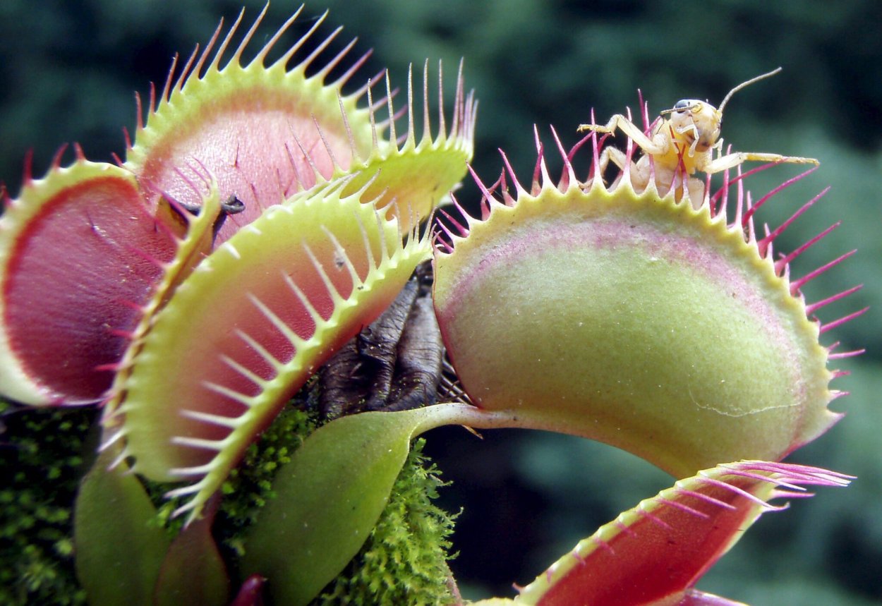 Венерина мухоловка и насекомые