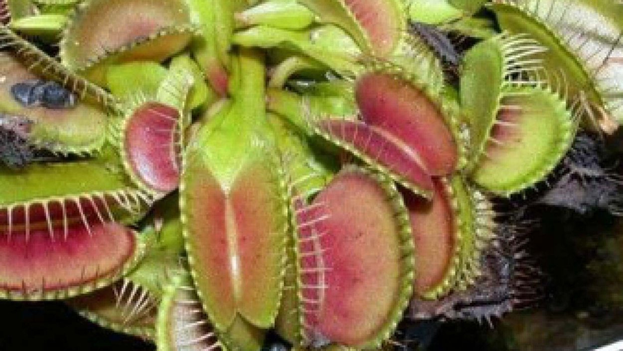 Ловчие аппараты у мухоловки