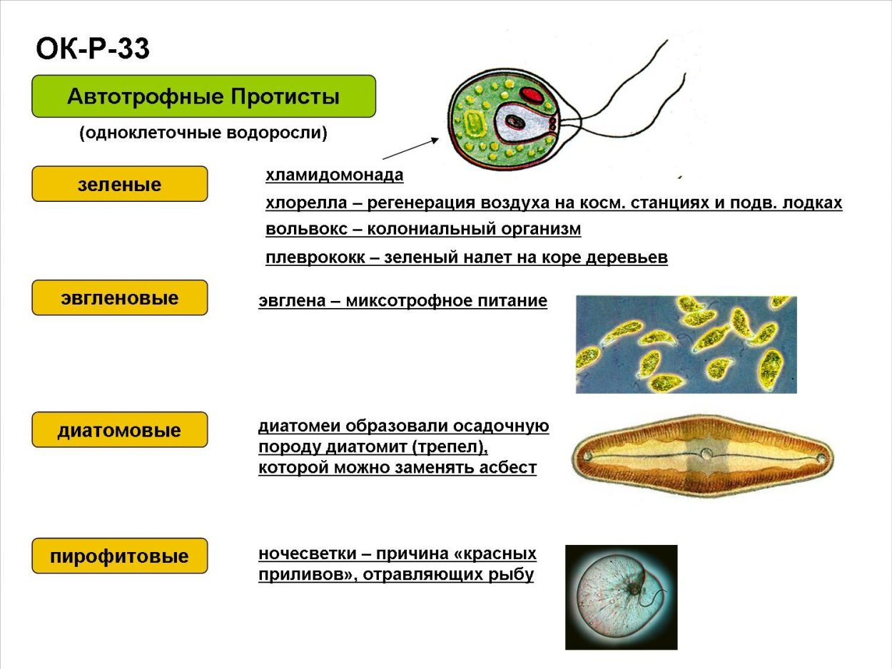 Таблица по биологии 7 класс Подцарство одноклеточных
