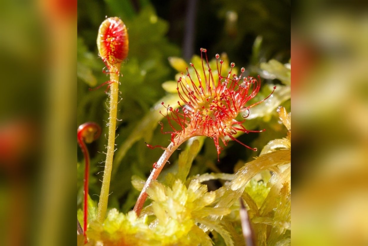 Росянка миксотроф